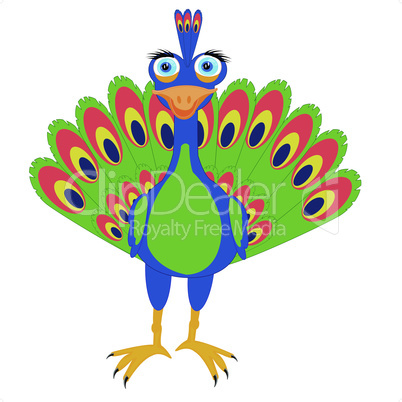 bird peacock