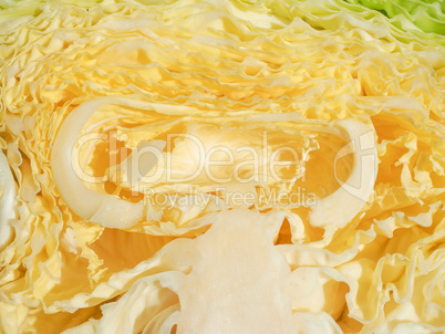 Green cabbage vegetables Green cabbage vegetables