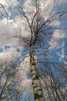 Birch tree with blue sky and clouds.