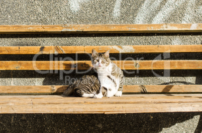 Scared cat on the bench