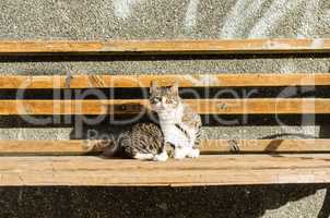 Scared cat on the bench