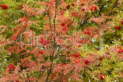 Eberesche,Sorbus aucuparia, im Herbst