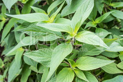 sage plant