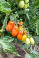 cluster tomato