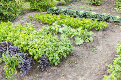 vegetable plants