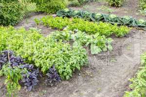 vegetable plants