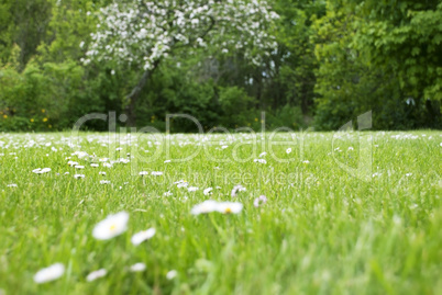 Meadow With Daisy Flowers, Copy Space