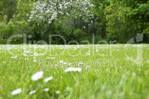 Meadow With Daisy Flowers, Copy Space