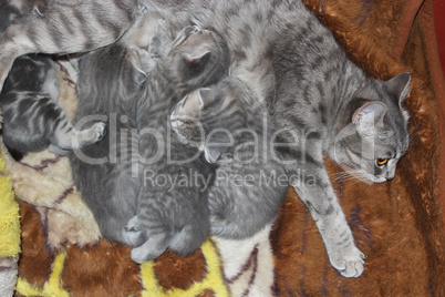 cat with newborn kittens of Scottish Straight breed