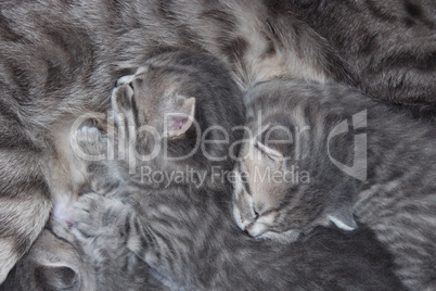 cat with newborn kittens of Scottish Straight breed