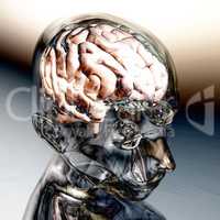 Human Brain