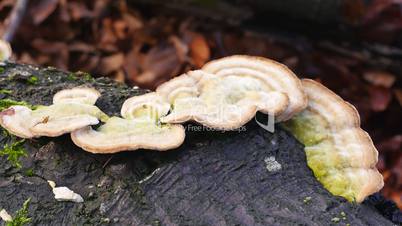 Trameten (Trametes)