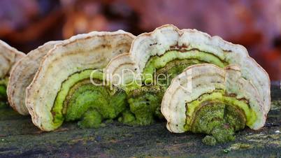 Trameten (Trametes)