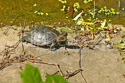 Turtle on the concrete abandoned bank