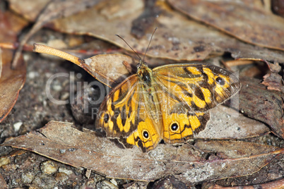 Common Brown (Heteronympha merope)