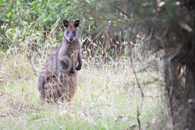 Sumpfwallaby (Wallabia bicolor)