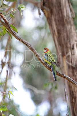 Rosellasittich (Platycercus eximius)