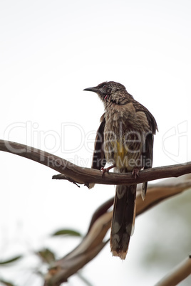 Rotlappen-Honigfresser (Anthochaera carunculata)