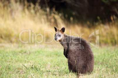 Sumpfwallaby (Wallabia bicolor)