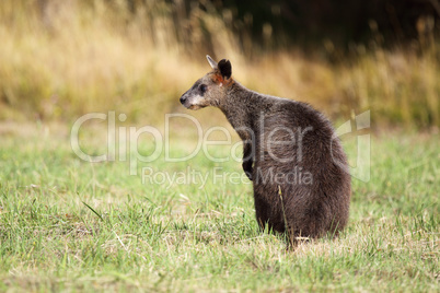 Sumpfwallaby (Wallabia bicolor)