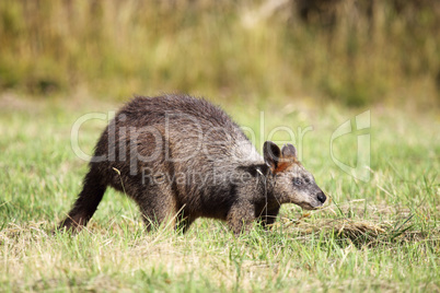 Sumpfwallaby (Wallabia bicolor)