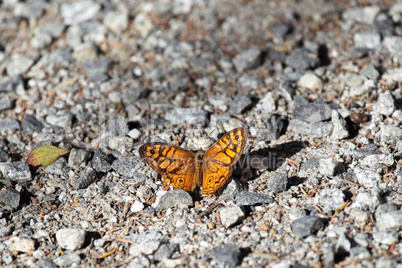 Eastern Ringed Xenica (Geitoneura acantha)