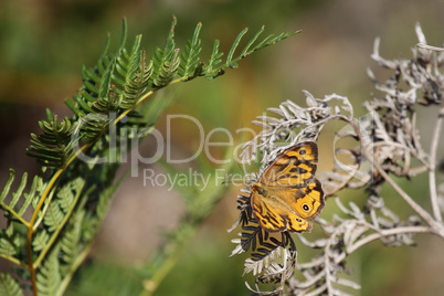 Common Brown (Heteronympha merope)