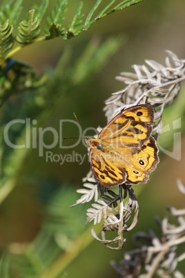 Common Brown (Heteronympha merope)