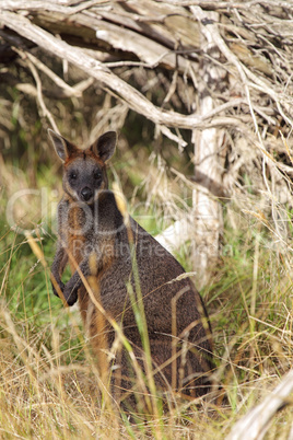 Sumpfwallaby (Wallabia bicolor)