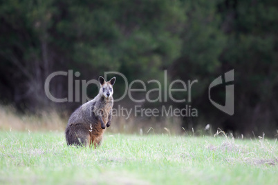 Sumpfwallaby (Wallabia bicolor)