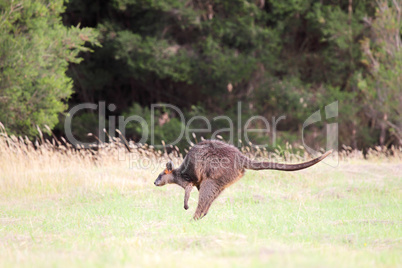 Sumpfwallaby (Wallabia bicolor)