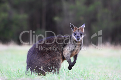 Sumpfwallaby (Wallabia bicolor)