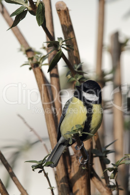 Kohlmeise (Parus major)