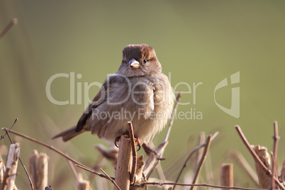 Haussperling (Passer domesticus)