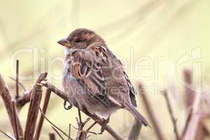 Haussperling (Passer domesticus)