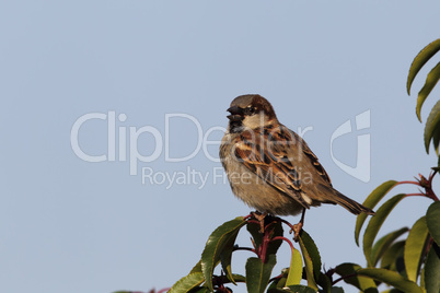 Haussperling (Passer domesticus)