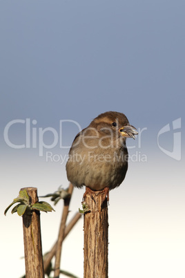 Haussperling (Passer domesticus)