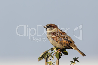 Haussperling (Passer domesticus)