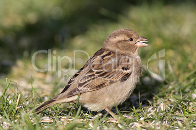 Haussperling (Passer domesticus)