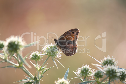 butterfly morning nature scene