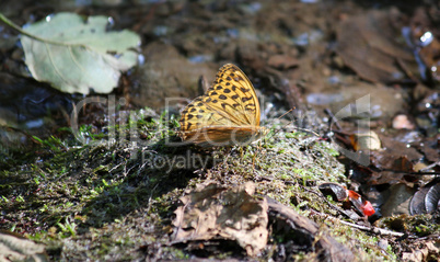 butterfly beautiful morning nature scene