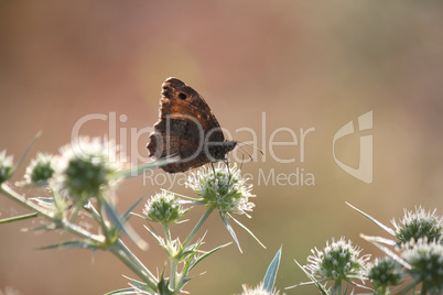 butterfly nature scene