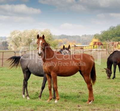 horse farm scene