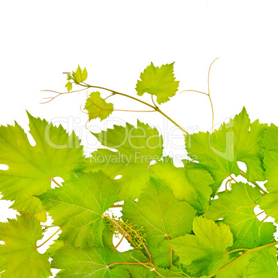 fresh grape leaves