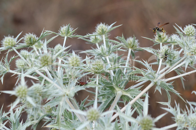 wasp on plant nature scene