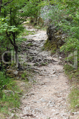 forest path