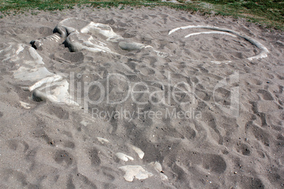 mammoth bones in sand