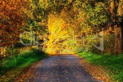 Herbst-Straße, Hintergrund