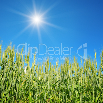 sun in sky over wheat field