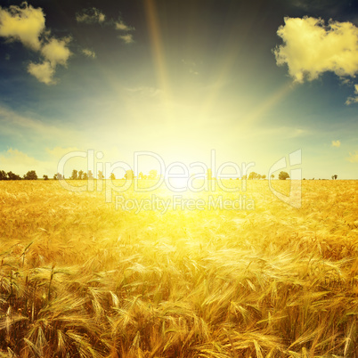 Beautiful sunrise over a field of wheat